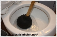 Tìm hiểu cây thông bồn cầu giá bao nhiêu