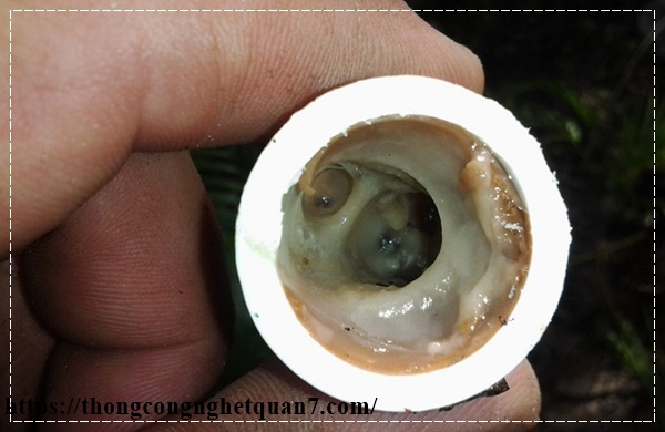 tắc nghẽn cống thoát nước hộ gia đình do dầu mỡ